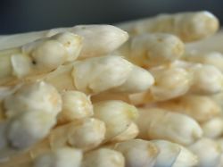 Hamburg & Schleswig-Holstein: Zu Ostern kaum heimischer Spargel in Schleswig-Holstein