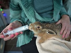 Bayern: Schwierige Zeiten für Feldhasen-Nachwuchs