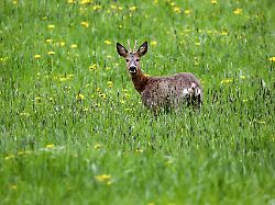 Baden-Württemberg: Autobahn bei Hockenheim wegen verirrten Rehbocks gesperrt