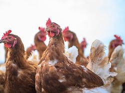 Niedersachsen & Bremen: Landkreis Leer hebt Geflügelpest-Überwachungszone auf