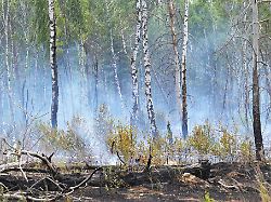 Berlin & Brandenburg: Waldbrandgefahr steigt in Brandenburg an Ostern wieder