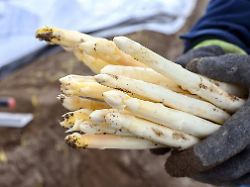 Baden-Württemberg: So viel kostet Spargel zu Ostern