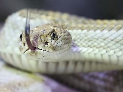 Bayern: Kommune drohen 100.000 Euro Kosten für Giftschlangen