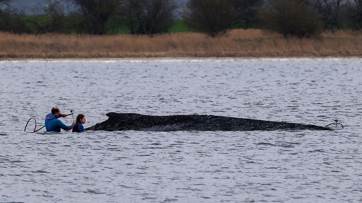 Neue Untersuchung geplant: Buckelwal lebt - "wir kümmern uns bis zur letzten Minute"