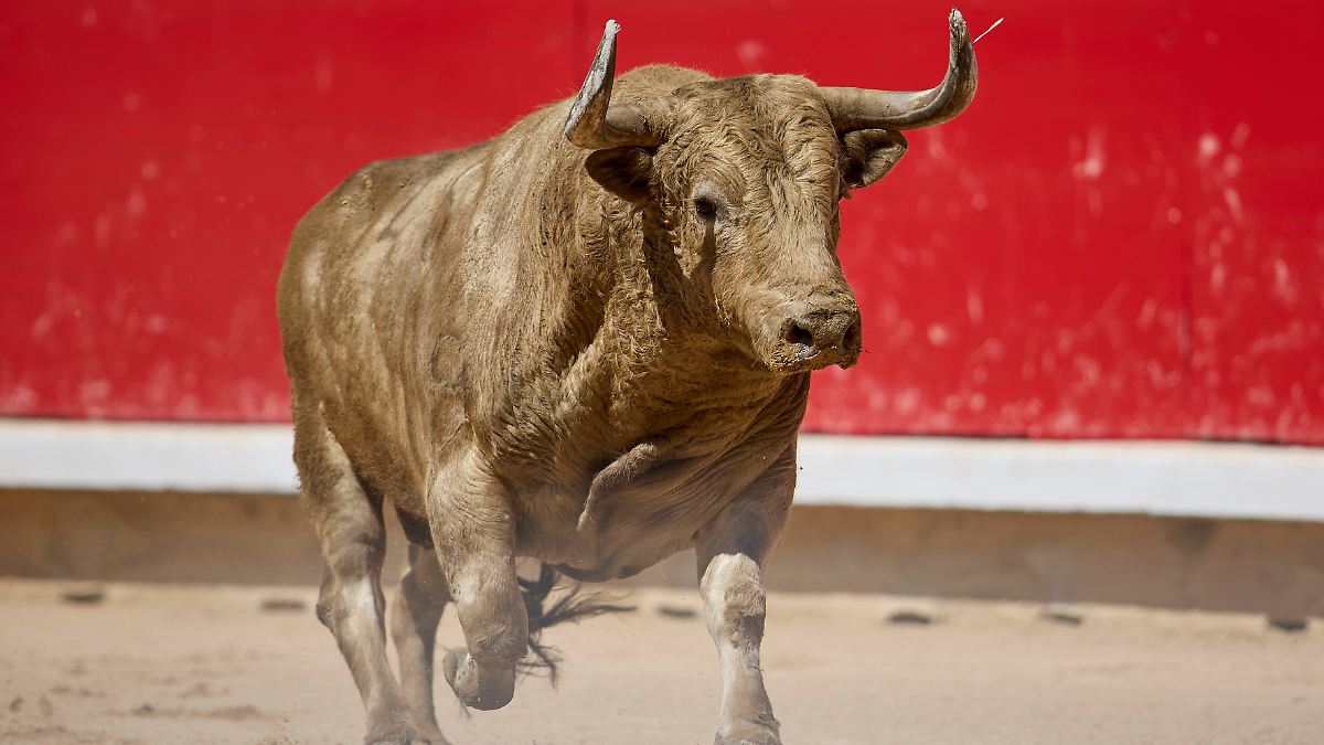 Ex-Matador tödlich verletzt: Bulle spießt Mann vor Stierkampf in Spanien auf