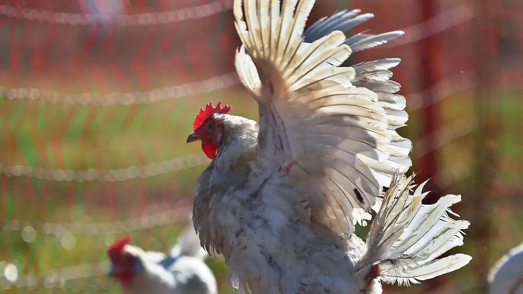 Sechs-Huehner-wurden-in-Regensburg-auf-einem-Parkplatz-zurueckgelassen
