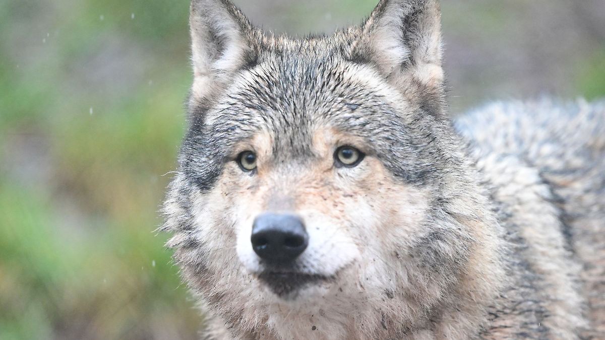 Bislang drei tote Wölfe in diesem Jahr in Sachsen-Anhalt