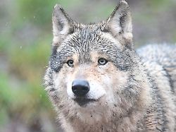 Sachsen-Anhalt: Bislang drei tote Wölfe in diesem Jahr in Sachsen-Anhalt