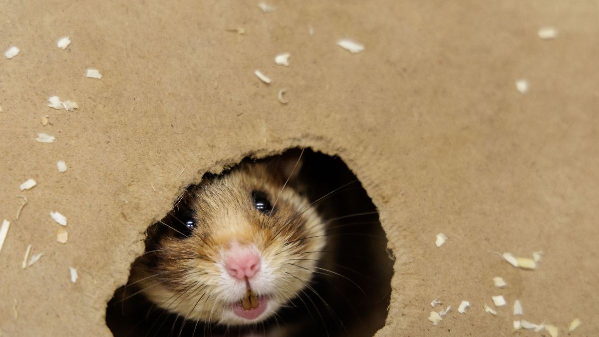 Erster Feldhamster-Nachwuchs des Jahres ist da