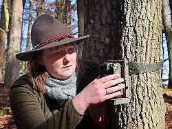 Mecklenburg-Vorpommern: Wildkatze gesucht - Baldrian und Fotofallen für den Nachweis