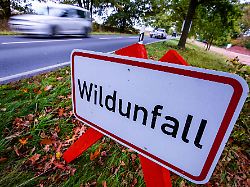 Mecklenburg-Vorpommern: Wolf stirbt nach Zusammenstoß auf Autobahn