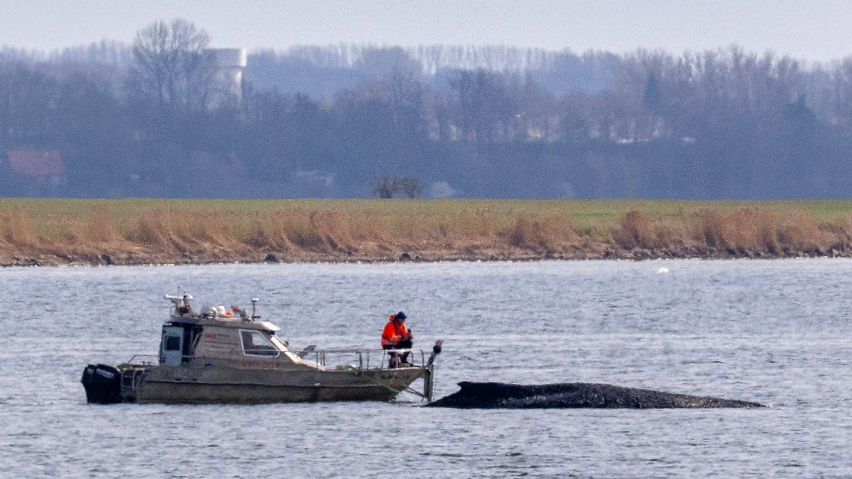 Experten warnen vor Qualen: Wal würde Spezial-Katamaran vermutlich nicht überleben