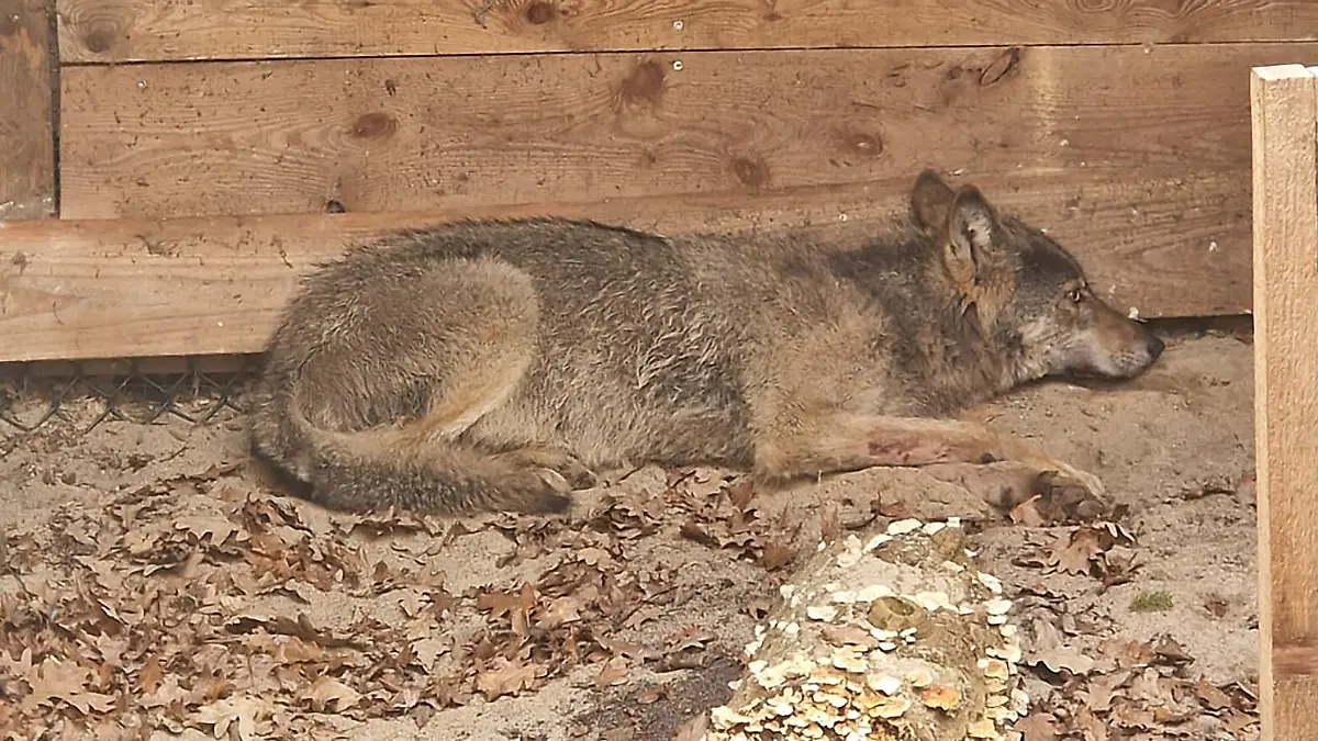 Mit Sender ausgestattet: Wolf nach Attacke in Hamburg freigelassen