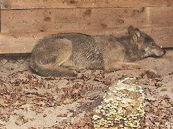Mit Sender ausgestattet: Wolf nach Attacke in Hamburg freigelassen