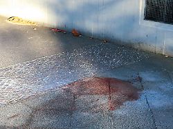 Berlin & Brandenburg: Berliner Polizei: Mann von Blumenkübel erschlagen