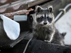 Berlin & Brandenburg: Der Waschbär - Anpassungskünstler und unbeliebter Nachbar