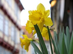 Sachsen-Anhalt: Frost am Morgen, Sonne am Tag