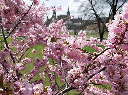 Sachsen: Wieder Sonne in Sachsen