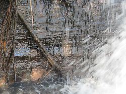 Flossen zum Festhalten: Kuriose Fische klettern 15-Meter-Wasserfall hoch