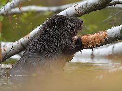 Sachsen-Anhalt: Mehr Biber in Sachsen-Anhalt