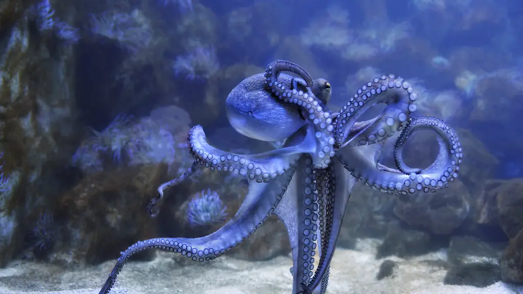 Auge-in-Auge-mit-einem-Oktopus-eye-to-eye-with-the-octopus