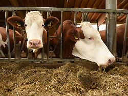 Bayern: Entlaufene Kuh greift Rollerfahrer an