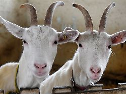 Baden-Württemberg: Unbekannte schlachten Ziegen auf Weide