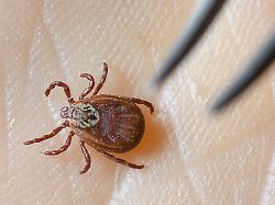 Mecklenburg-Vorpommern: Krankenkasse: Zecken-Saison in MV in vollem Gange