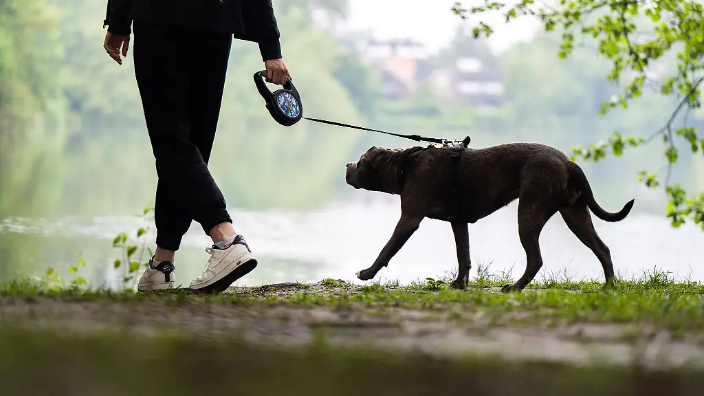 Ein-Pitbull-soll-sich-in-Mannheim-losgerissen-und-einen-Mann-mit-seinem-Hund-angefallen-haben