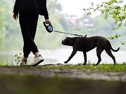 Baden-Württemberg: Pitbull verletzt Mann und Labrador