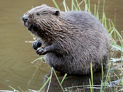 Hessen: Biber am Werk? Landwirte bekommen Schadenausgleich vom Land