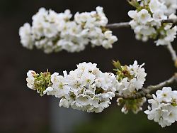 Hessen: Kirschbauern in Hessen kämpfen mit Kosten und Klimarisiken