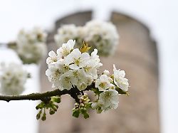Hessen: Kirschblüte in Hessen: Wo das Blütenmeer besonders lockt