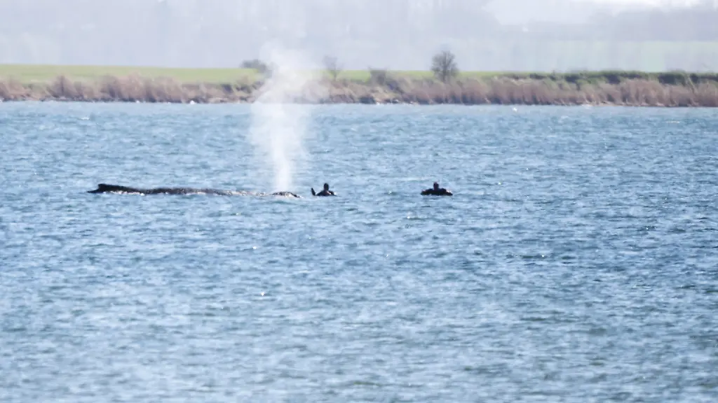 Einsatzkraefte-naehern-sich-dem-gestrandeten-Buckelwal-Seit-rund-einer-Woche-liegt-der-Wal-an-derselben-Stelle-vor-Poel