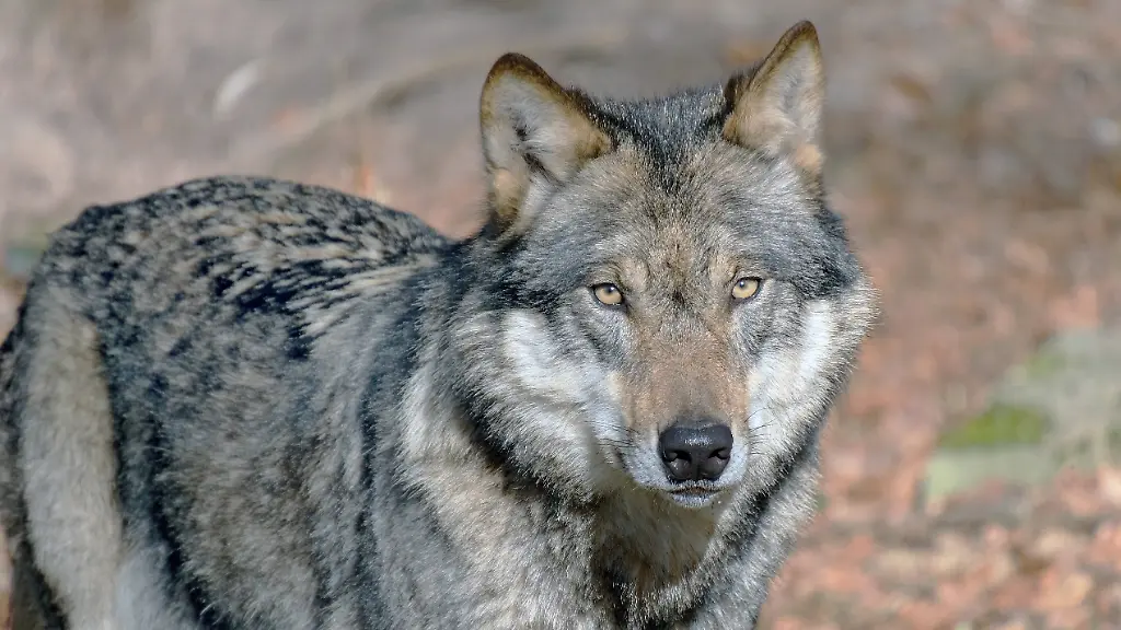 Wolf-Europaeischer-Grauwolf-in-Deutschland-in-Aktion