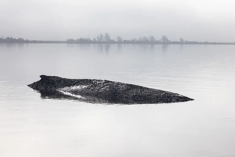 HANDOUT-01-04-2026-Mecklenburg-Vorpommern-Die-von-Greenpeace-Deutschland-zur-Verfuegung-gestellte-Aufnahme-zeigt-den-gestrandeten-Buckelwal-vor-der-Insel-Poel-in-der-Ostsee-Greenpeace-ist-vor-Ort-und-unterstuetzt-die-laufenden-Massnahmen