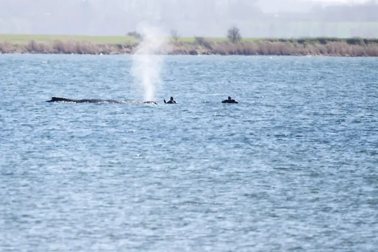 07-04-2026-Mecklenburg-Vorpommern-Wismar-Einsatzkraefte-naehern-sich-dem-gestrandeten-Buckelwal-Seit-rund-einer-Woche-liegt-der-Wal-an-derselben-Stelle-vor-Poel