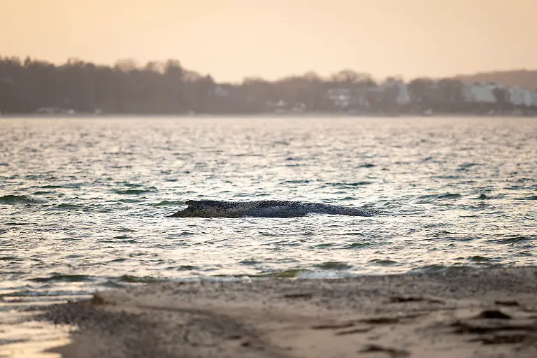 Buckelwal-strandet-vor-Niendorfer-Hafeneinfahrt-Timmendorfer-Strand-25-03