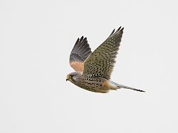 Baden-Württemberg: Falke fliegt durch Transporterfenster und stirbt