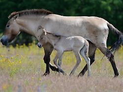 Hessen: Zwei Todesfälle bei Hanauer Wildpferd-Herde