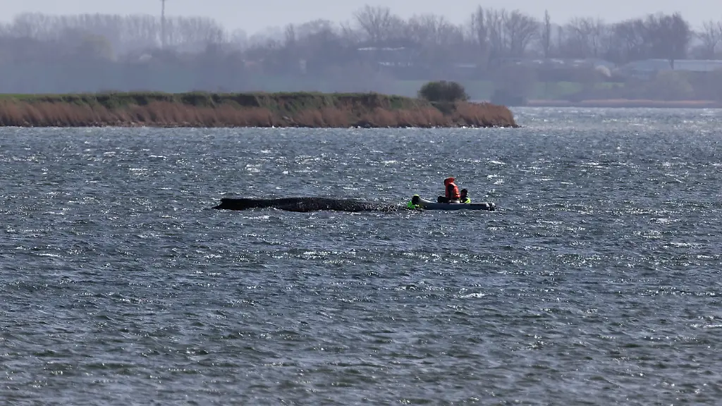 Der-Buckelwal-liegt-am-Nachmittag-noch-immer-auf-einer-Sandbank-vor-der-Insel-Poel