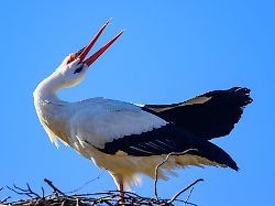 Berlin & Brandenburg: Störche in Pausin jetzt per Livekamera im Nest zu erleben