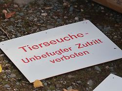 Berlin & Brandenburg: Neuer Ausbruch der Newcastle-Krankheit in Brandenburg