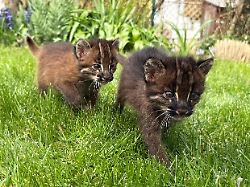 Nur acht Exemplare in Europa : Heidelberger Zoo feiert seltenen Goldkatzen-Nachwuchs