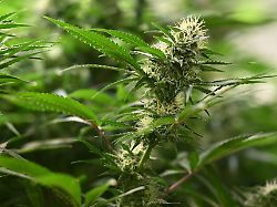 Sachsen-Anhalt: 16 Cannabis-Anbauvereine in Sachsen-Anhalt