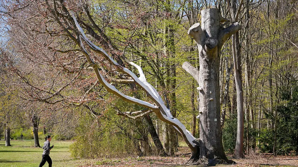 Die-Gruenaemter-der-Bezirke-ueberpruefen-die-Baeume