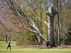 Berlin & Brandenburg: Wer in Berlin die Sicherheit von Bäumen im Blick hat