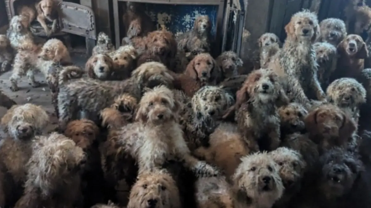 "Ist kein KI-Foto, sondern echt": Tierschützer retten 250 Hunde aus Horror-Haus