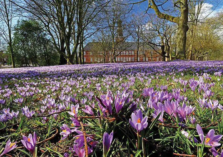 Deutschland-Schleswig-Holstein-Nordfriesland-Husum-Krokusbluete-Crocus-napolitanus-im-Schlosspark-Husumer-Krokusbluete-mit-dem-Schloss-vor-Husum-Husumer-Schloss