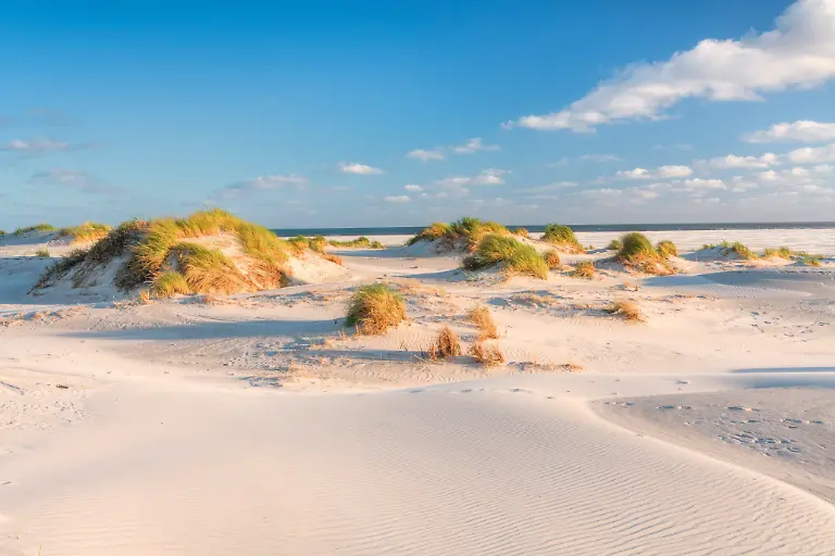 Deutschland-Schleswig-Holstein-Nordfriesland-Amrum-Nordsee-Nordfriesische-Inseln-Nationalpark-Wattenmeer-Nordfriesland-Wattenmeer-Nationalpark-Schleswig-Holsteinisches-Wattenmeer-Duenengraeser-am-Kniepsand